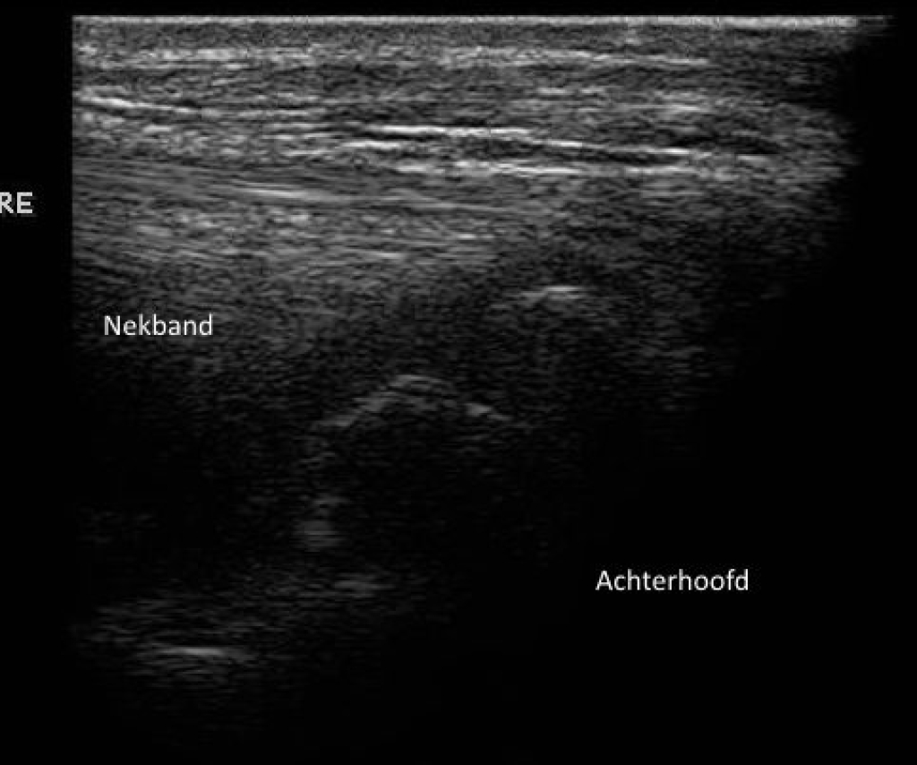 Echografie van de nekband van hetzelfde paard als de röntgenfoto