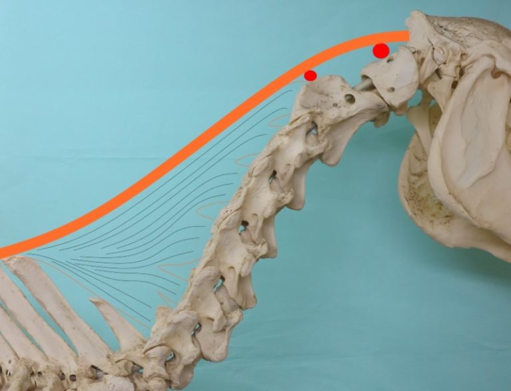 Anatomie van de hals en de bursae subligamentosa
