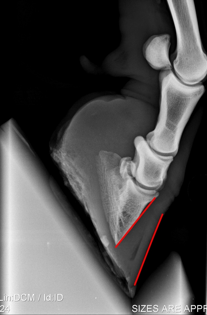 rontgenfoto hoefbevangen paard 