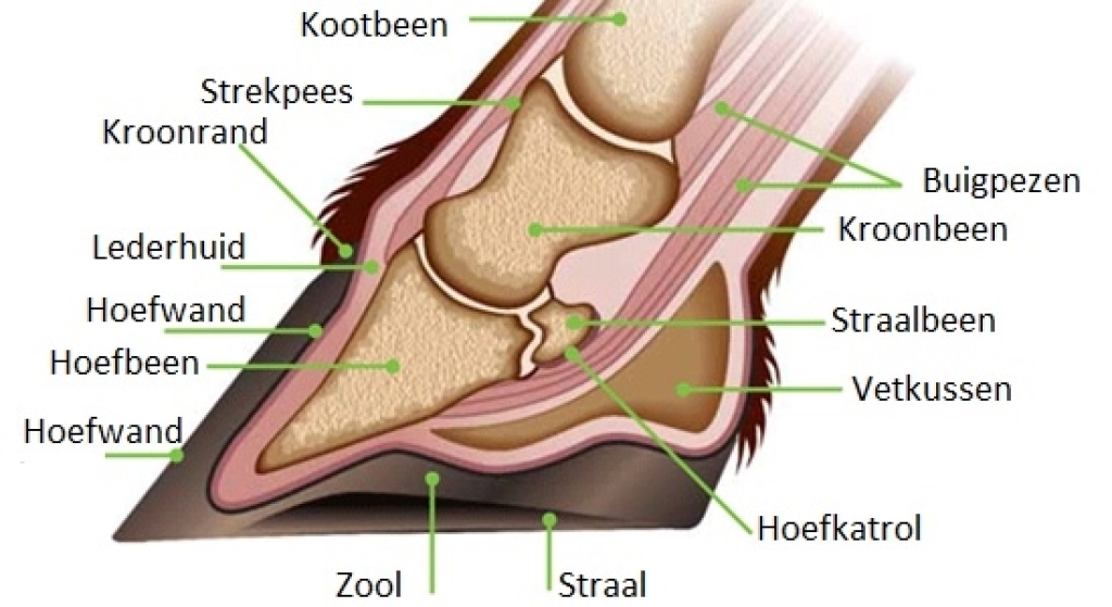 hoefcapsule 