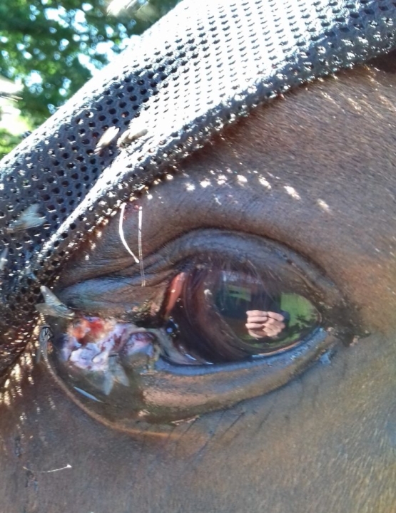 Eerste geval van Habronemiasis in de praktijk